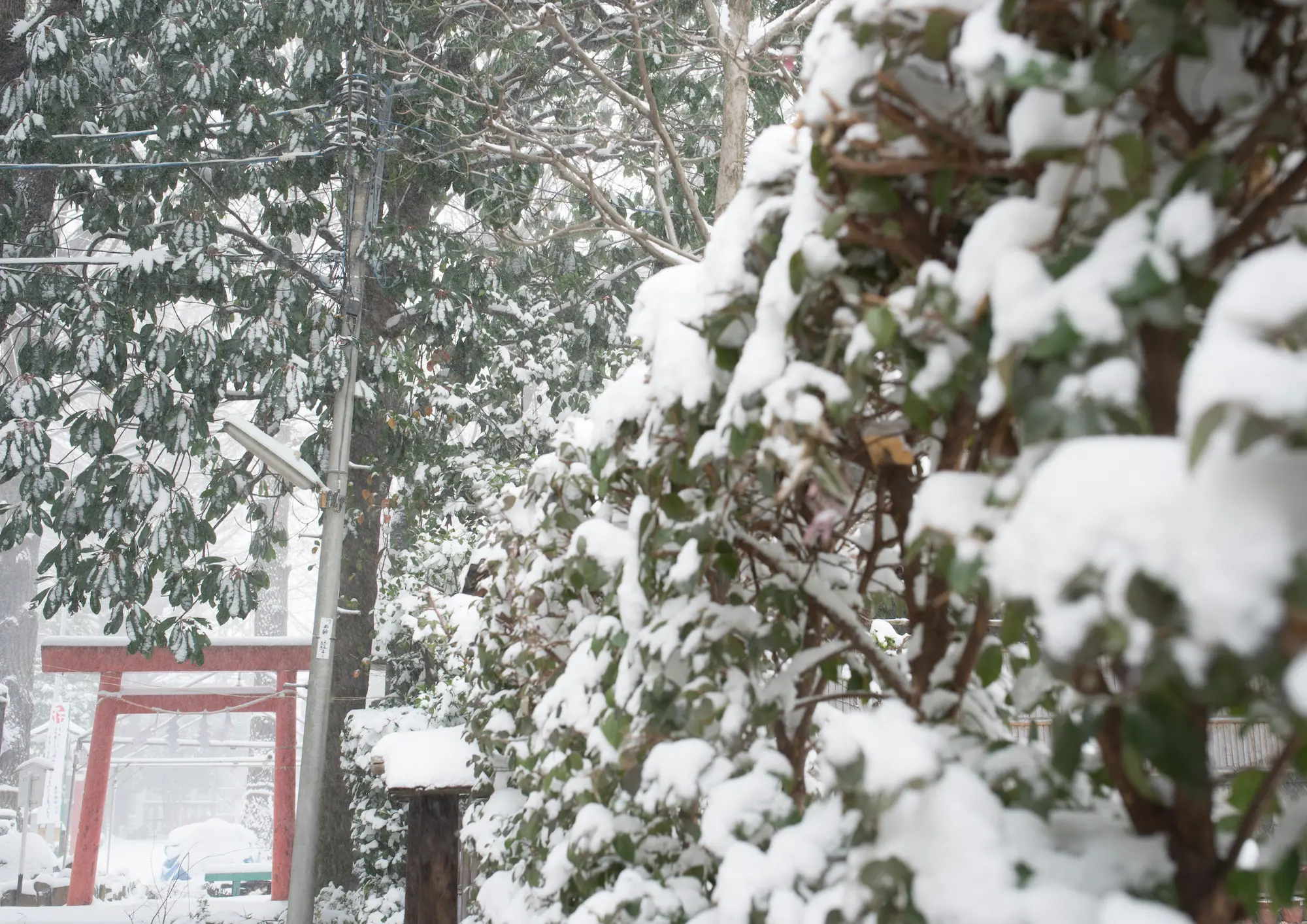雪降る神社01